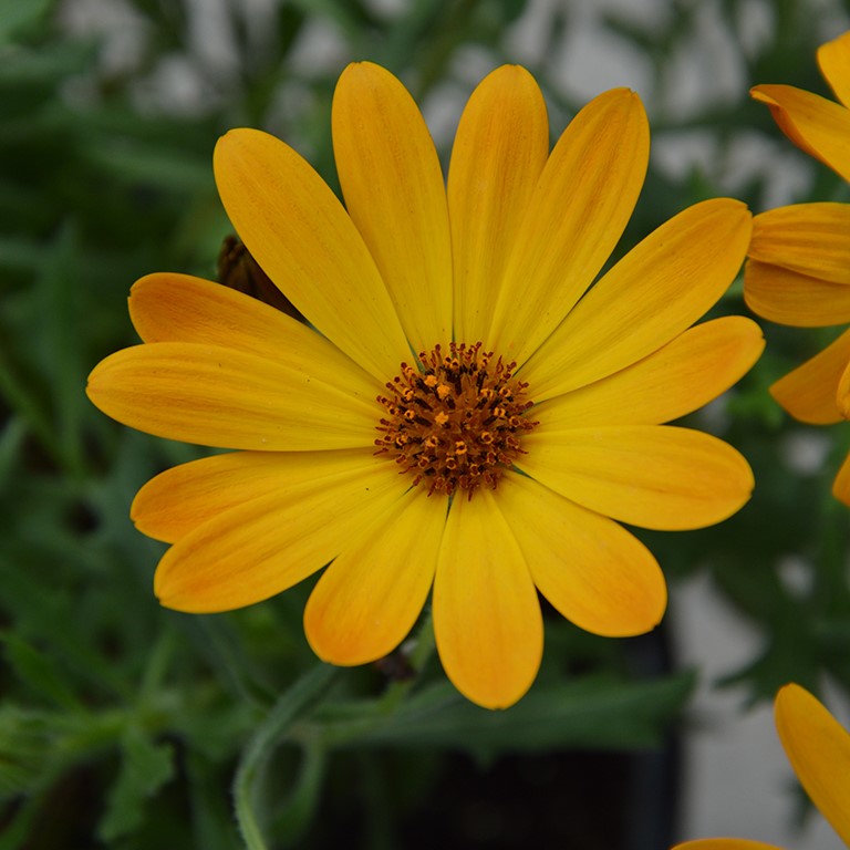 Osteospermum  SummerSmile 'Orange' (P)