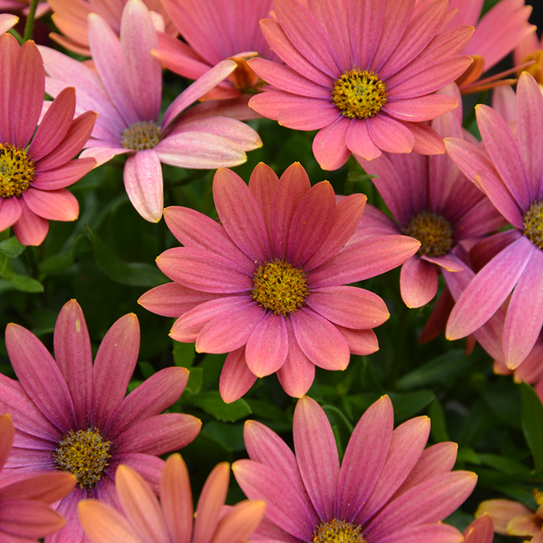 Osteospermum  SummerSmile 'Sunrise' (P)