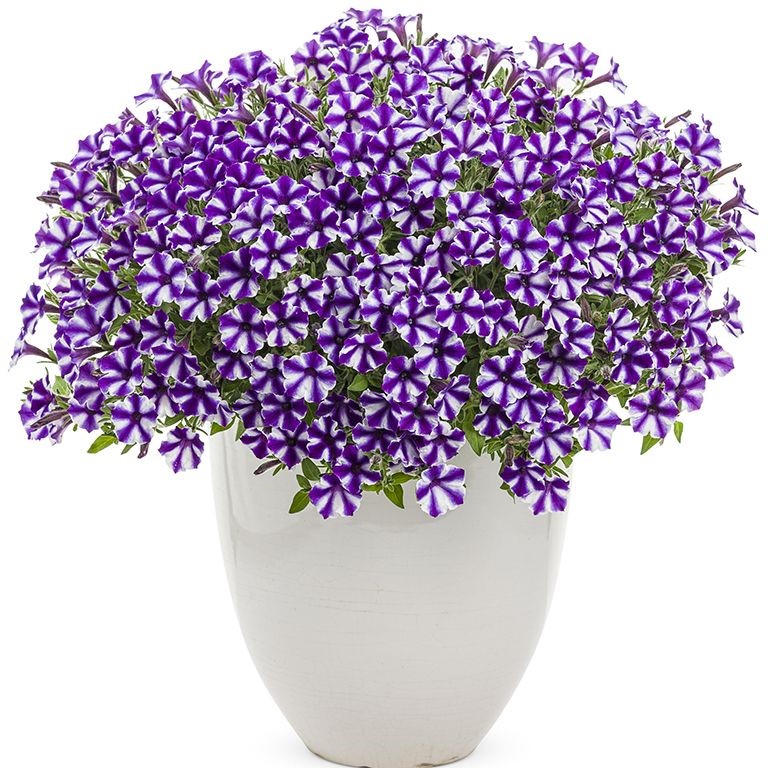 Petunia 'Blueberry Star' (P)