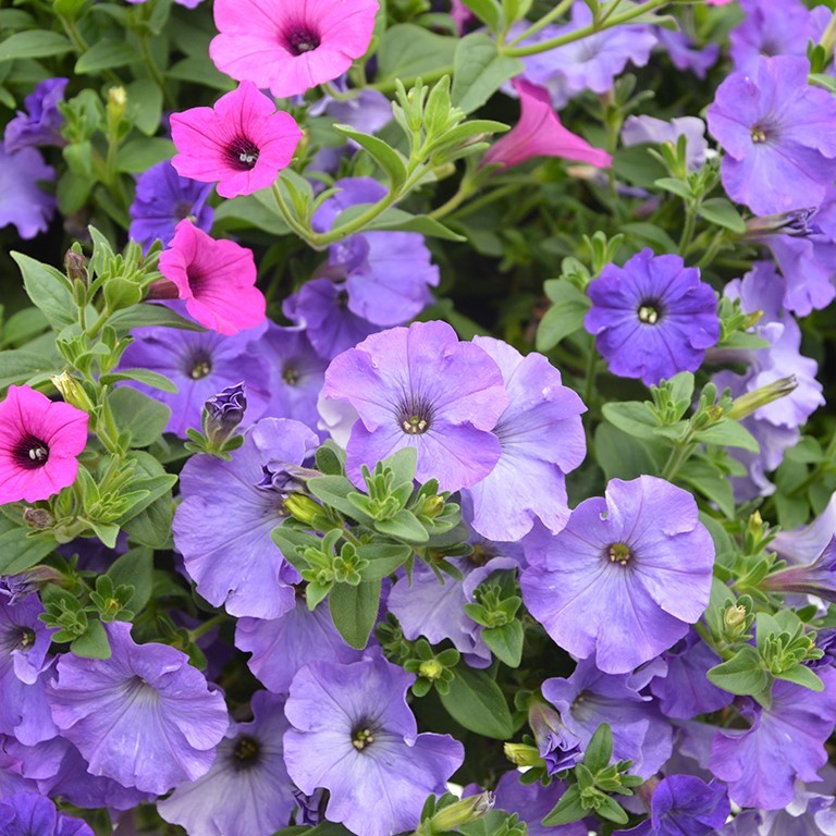 Petunia Veranda 'Azur' (P)