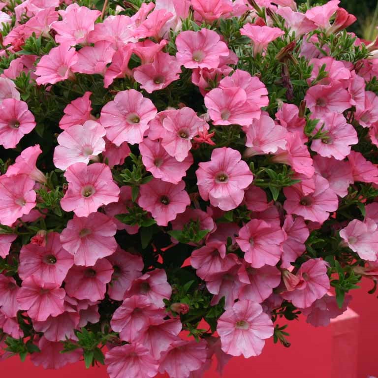 Petunia Vista 'Bubblegum' (P)