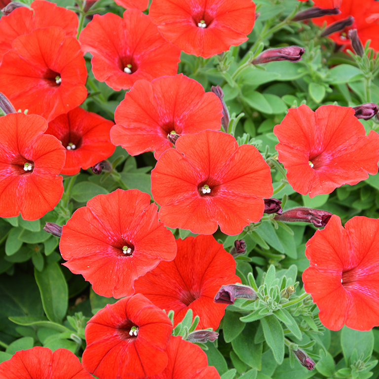 Petunia Vista� 'Strawberry' (P)