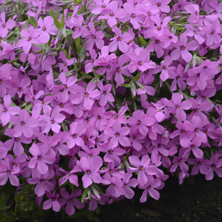 Phlox spp. 'Magenta Sprite' (P)