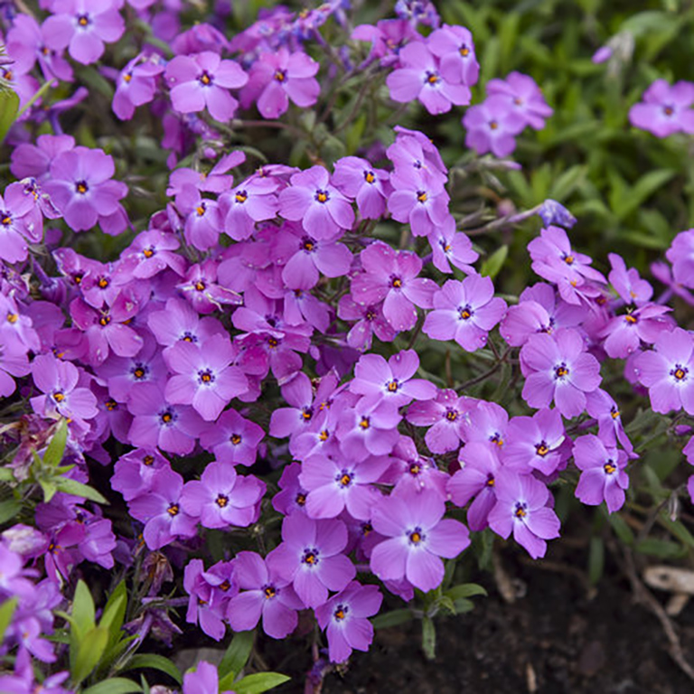 Phlox 'Rose Sprite' (P)