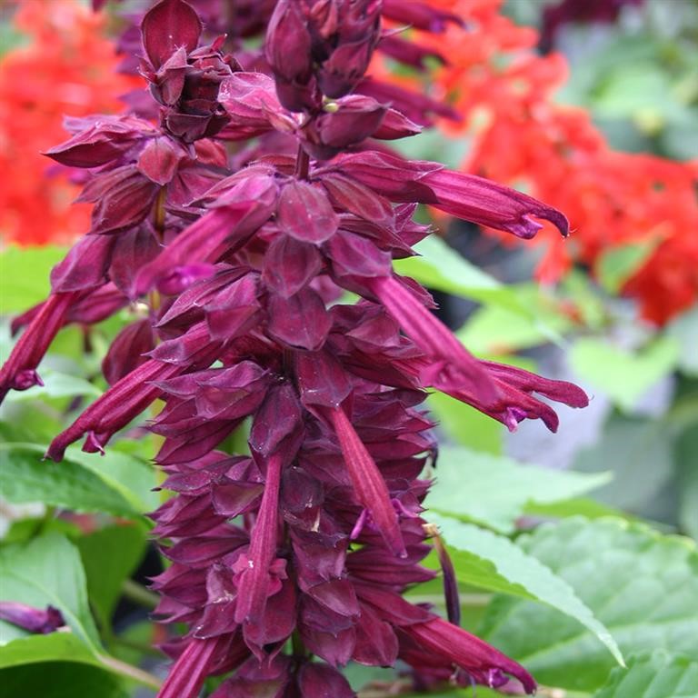 Salvia Go-Go 'Purple' (P)