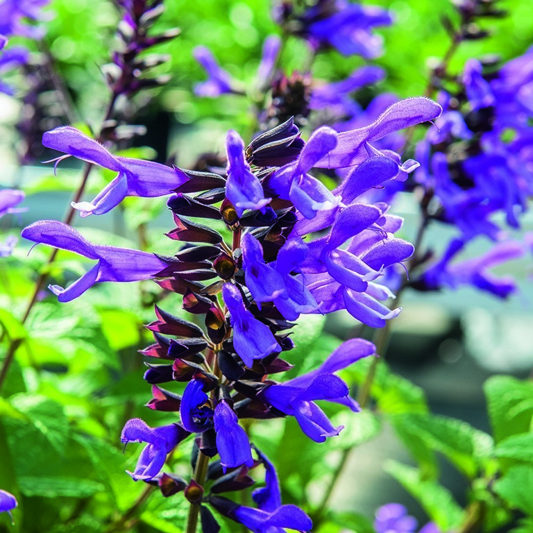 Salvia Rockin'™ 'Lavender' (P)