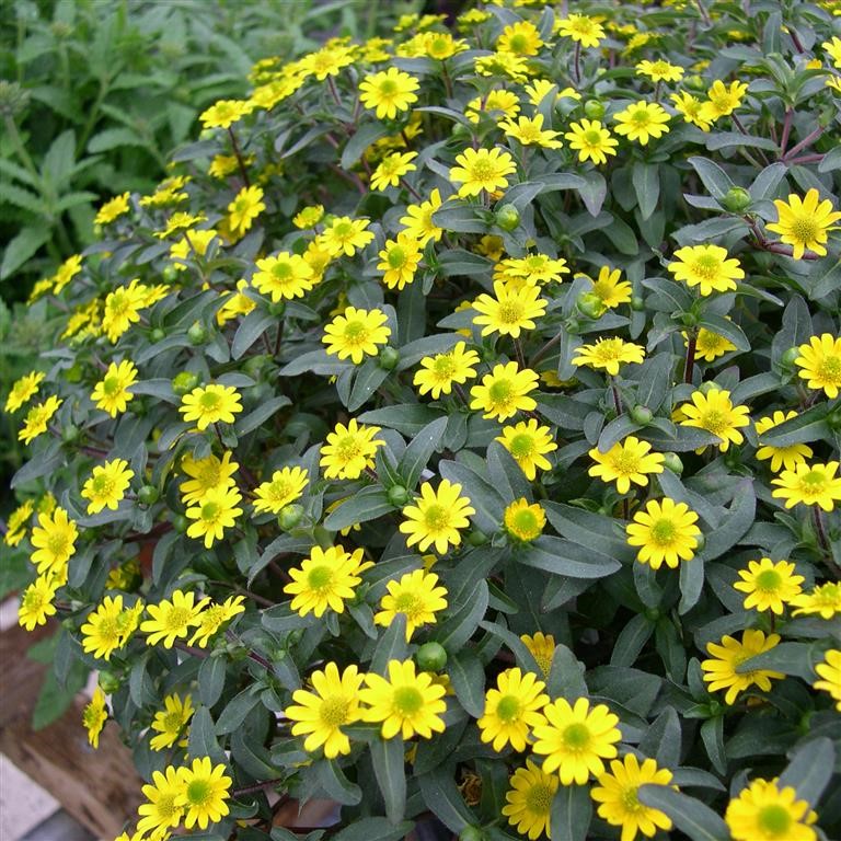 Sanvitalia speciosa 'Starbini' (P)