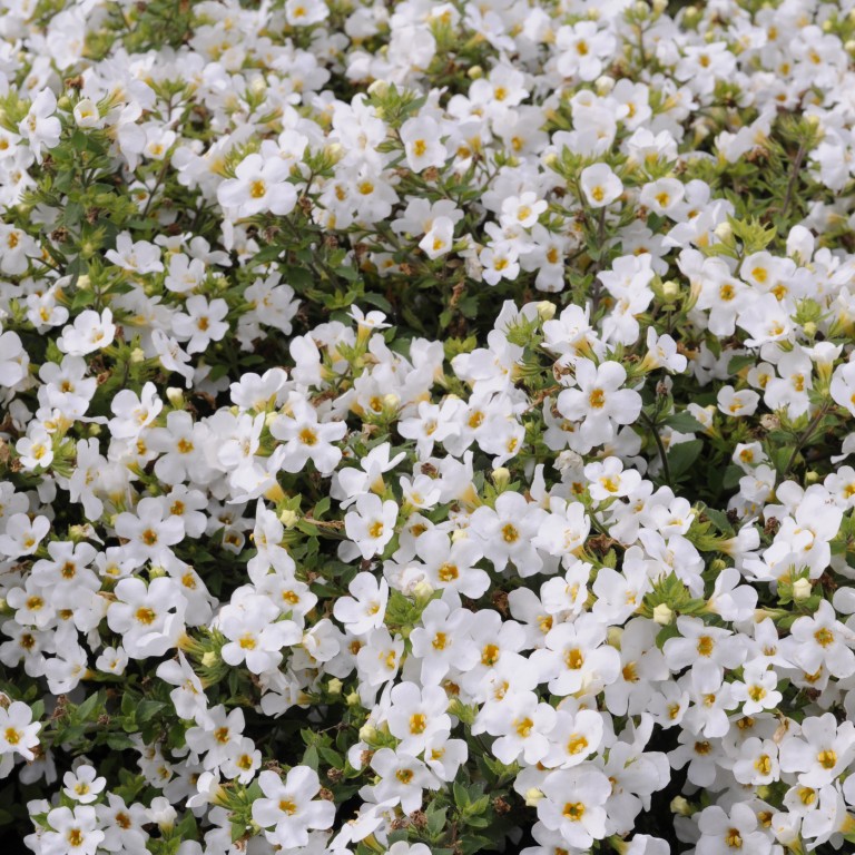 Sutera Nova 'Everest Ice' (P)