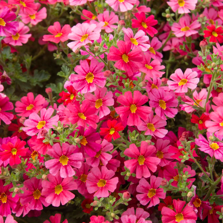 Jamesbrittenia Jammin' 'Coral' (P) �