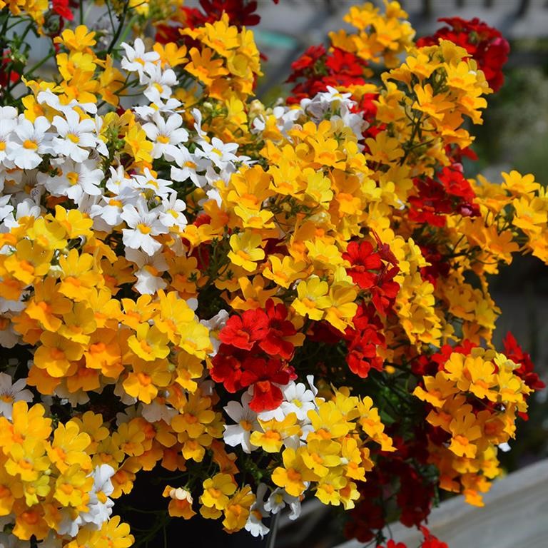 Trio Mio - Alegria (Nemesia)