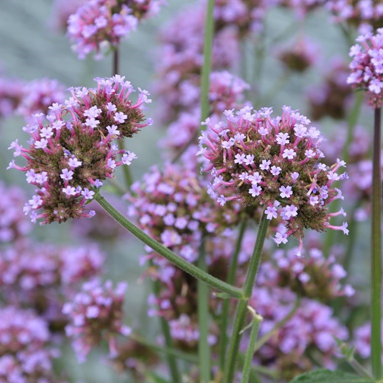 Verbena bon. 'Meteor Shower' (P)