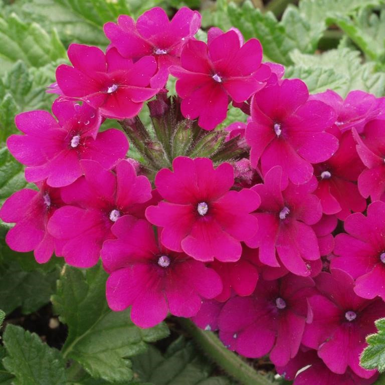 Verbena Superbena 'Burgundy' (VR)