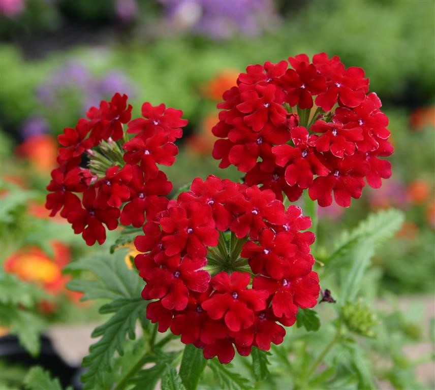 Verbena Vepita 'Dark Red' (VR)