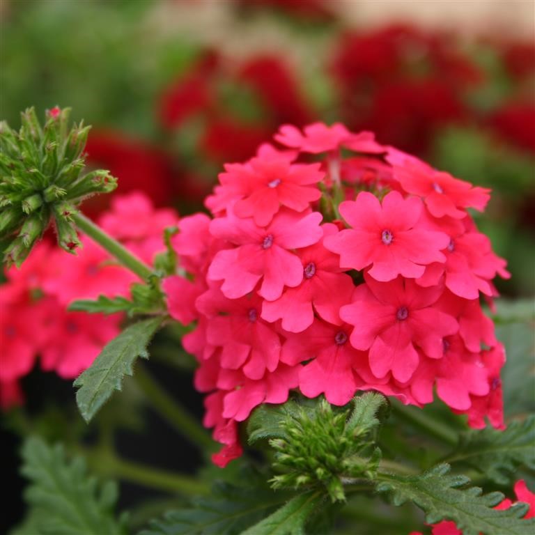 Verbena Vepita� 'Hot Pink' (VR)