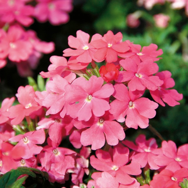 Verbena Vepita� 'Pink' (P)